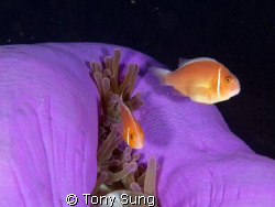 Anenome Fish with Closed Anenome by Tony Sung 
